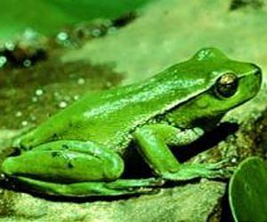 Tree frogs chill out to collect precious water