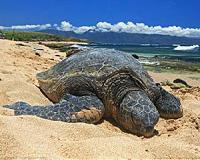 Warming seas decrease sea turtle basking