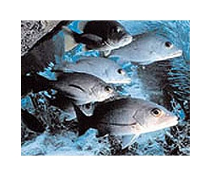 Fish merchants close one by one in New Orleans