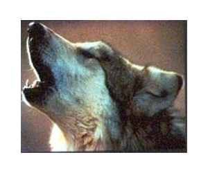 Judge extends U.S. protection for wolves