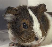 Environmental Toxins Disruptive To Hearing In Mammals Discovered