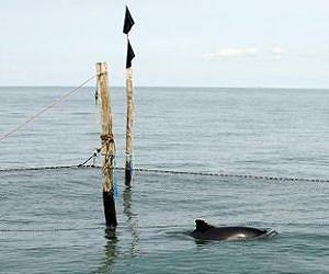 Harbor porpoises can thank their worst enemy for their success