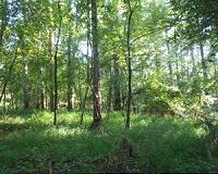 Controlled burns increase invasive grass in hardwood forests