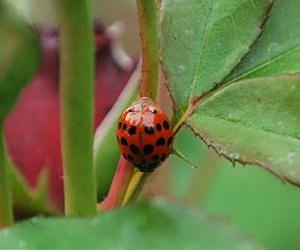 Invasive alien predator causes rapid declines of European ladybirds