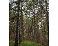 Rumors of southern pine deaths have been exaggerated