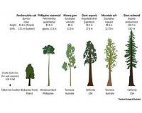 The unique challenges of conserving forest giants