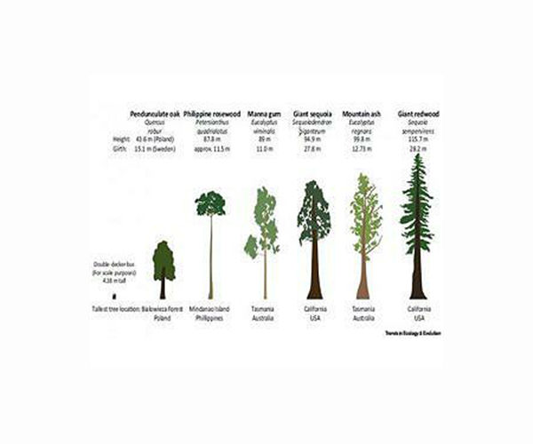 height-girth-location-largest-tree-species-hg