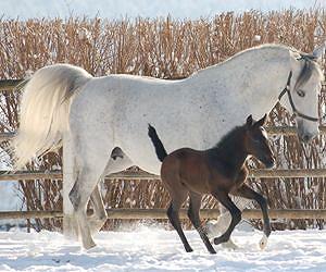 A new species of horse, over 4 million years old