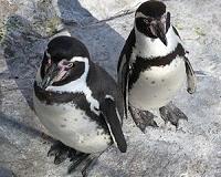 Peru probes killing of endangered penguins