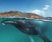 A whale of a tale