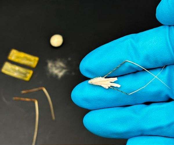 Flour and Oats Power Biohybrid Robot for Reforestation