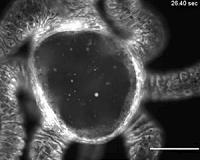 Biophysicists discover how hydra opens its mouth