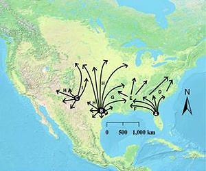 Chromosome analyses of prickly pear cacti reveal southern glacial refugia