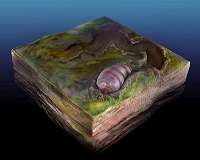 Ancestor of all animals identified in Australian fossils