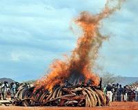 Burning ivory, waging war: world battles poaching in 2016