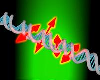 New imaging method reveals nanoscale details about DNA