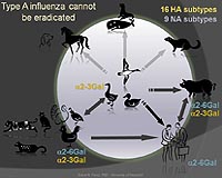 Avian Flu Research Sheds Light On Swine Flu Outbreak
