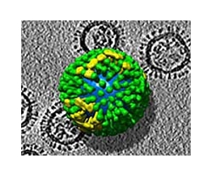 Patients in Denmark not suffering from new virus: hospital