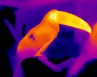 Birds with big bills spend more time keeping warm
