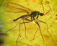 Chinese mosquitos on the Baltic Sea