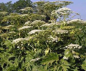 Researchers revise Darwin's thinking on invasive species