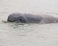 Myanmar's 'smiling' Irrawaddy dolphins on brink of extinction