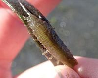 Bugs and slugs ideal houseguests for seagrass health