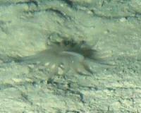 The very hungry sea anemone
