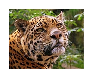 Mission to save jaguar exposes big cats' plight in Brazil