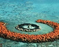 Japan Plants Coral To Save Sinking Territory