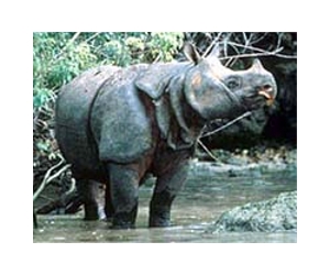 Rare rhino pregnancy offers hope to species
