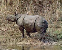 New calves raise hopes for world's rarest rhino