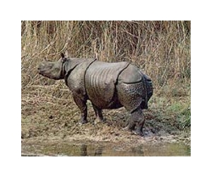 Indonesia builds sanctuary to save world's rarest rhino