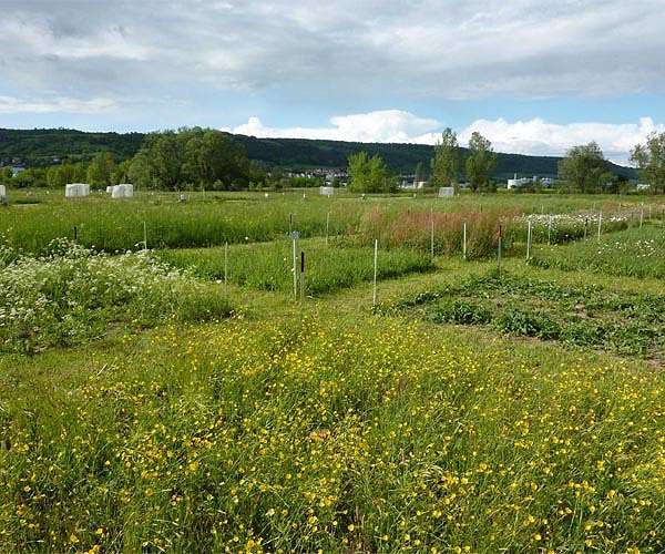 Mosaic grasslands found most effective in Switzerland