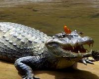 Crocodile tears please thirsty butterflies and bees