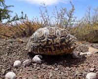 Malaysia seizes smuggled tortoises worth $300,000