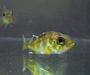 Rising Ocean Acidification Leads to Anxiety in Fish