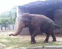 Pakistan's lonely elephant suffering 'mental illness': experts