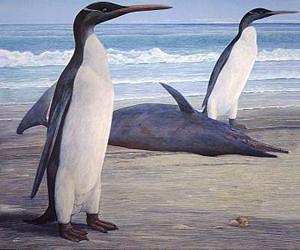 Researchers get first full look at prehistoric New Zealand penguin