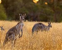Australia Seeks More Palatable Name For Kangaroo Steaks
