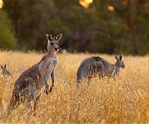 Fossil kangaroo teeth reveal mosaic of Pliocene ecosystems in Queensland