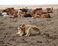 13 killed in Kenya in drought-related violence
