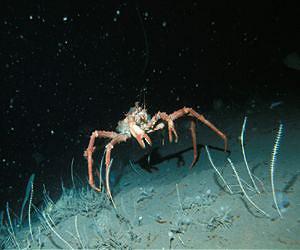 Evidence suggests Antarctic crabs could be native