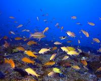 Distantly related fish species still look and act similarly, study shows