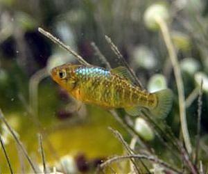 A snapshot of pupfish evolution in action