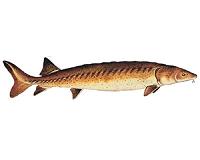 Scientists say Chinese sturgeon will soon be no more