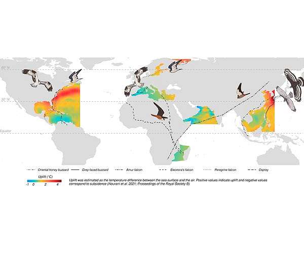 How land birds cross the open ocean