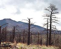 Drought-affected trees die from hydraulic failure and carbon starvation