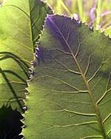 Researchers Offer Clues To How Leaves Patterns Are Formed