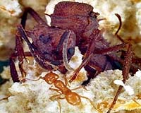 Fungus-growing ants selectively cultivate their crops